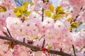 Blooming cherry branch with flowers and fresh leaves. Pink sakura lush blossoming on a spring day. Nature and botany, plants with