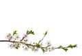 Blooming cherry branch isolated