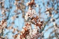 Blooming cherry branch, pink flowers, close-up Royalty Free Stock Photo