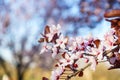 Blooming cherry branch, pink flowers, close-up with space for text Royalty Free Stock Photo