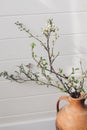 Blooming cherry branch in sunny light against white wooden wall. Spring flowers in vase. Simple countryside living, home rustic Royalty Free Stock Photo