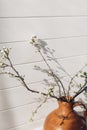 Blooming cherry branch in sunny light against white wooden wall. Spring flowers in vase. Simple countryside living, home rustic Royalty Free Stock Photo