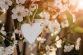 A blooming cherry branch with a wooden heart. spring awakening of nature. selective focus