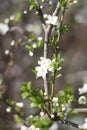 Blooming cherry branches against the blue sky on a sunny day Royalty Free Stock Photo