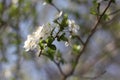 Blooming cherry branches against the blue sky on a sunny day Royalty Free Stock Photo