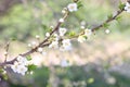 Blooming cherry branches against the blue sky on a sunny day Royalty Free Stock Photo