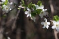 Blooming cherry branches against the blue sky on a sunny day Royalty Free Stock Photo