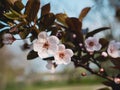 Blooming Cherry Buds In Springtime . Spring morning