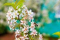 Blooming cherry close-up. A honey bee collects nectar from cherry blossoms. A honey bee pollinates cherry flowers Royalty Free Stock Photo