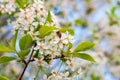 A honey bee pollinates cherry flowers. Blooming cherry close-up. A honey bee collects nectar from cherry blossoms Royalty Free Stock Photo