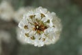 A blooming cherry flower Royalty Free Stock Photo