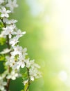 Blooming cherry flowers on green