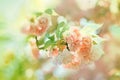 Blooming cherry flowers - Japanese cherry Royalty Free Stock Photo