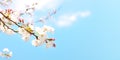 Blooming of cherry flowers in springtime against clear blue sky with white clouds and copy space Royalty Free Stock Photo
