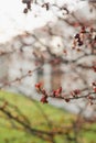 Blooming cherry flowers in springtime at sunset with blurry bokeh background