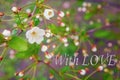 Blooming cherry greeting card signed with love Royalty Free Stock Photo