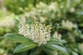 Blooming cherry laurel on blurred background in forest Royalty Free Stock Photo
