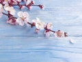 Blooming cherry natural on a wooden background