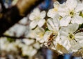 Blooming cherry orchard and honey bee Royalty Free Stock Photo