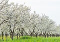 Blooming Cherry Orchard