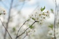 Blooming cherry orchards in May. White flower branch in spring, close-up selective focus Royalty Free Stock Photo