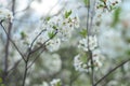 Blooming cherry orchards in May. White flower branch in spring, close-up selective focus Royalty Free Stock Photo