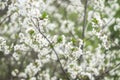 Blooming cherry orchards in May. White flower branch in spring, close-up selective focus Royalty Free Stock Photo