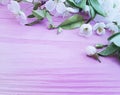 Blooming cherry petal branch april on a pink wooden background springtime