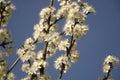 Blooming white cherry plum flowers on a blue background Royalty Free Stock Photo