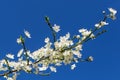 Blooming cherry or plum in early spring. Close-up of white fragile flowers on a cherry tree branch against a blue sky with copy Royalty Free Stock Photo