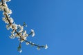 Blooming cherry or plum in early spring. Close-up of white fragile flowers on a cherry tree branch against a blue sky with copy Royalty Free Stock Photo