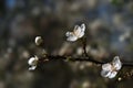 Blooming cherry plum in early spring in the fruit orchard, close Royalty Free Stock Photo