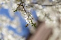 Blooming cherry plum spring flowers Royalty Free Stock Photo