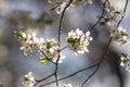 Blooming cherry plum spring flowers Royalty Free Stock Photo