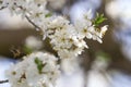 Blooming cherry plum spring flowers Royalty Free Stock Photo