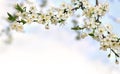 Blooming cherry plum tree, flowers on twig on a spring day with space for text Royalty Free Stock Photo