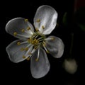 Blooming cherry plum The alycha flower is a delicate and beautiful work of nature