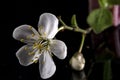 Blooming cherry plum alycha flower, created by our professional photographers Royalty Free Stock Photo