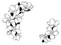 Blooming cherry. Sakura branch with flower buds. Black and white drawing of a blossoming tree in spring. Logo with Royalty Free Stock Photo