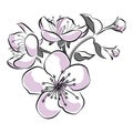 Blooming cherry. Sakura branch with flower buds. Black and white drawing of a blossoming tree in spring. Logo with Royalty Free Stock Photo