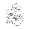 Blooming cherry. Sakura branch with flower buds. Black and white drawing of a blossoming tree in spring. Logo with Royalty Free Stock Photo