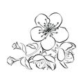 Blooming cherry. Sakura branch with flower buds. Black and white drawing of a blossoming tree in spring. Logo with Royalty Free Stock Photo