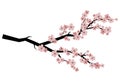 Blooming cherry. Sakura branch with flower buds. Cartoon drawing of a blossoming tree in spring. Logo with Japanese