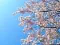 Blooming Cherry Tree