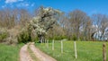 Blooming cherry tree along a farm dirt road