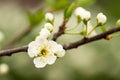 Blooming cherry tree