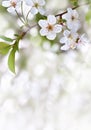 Blooming cherry tree, flowers with leaves on twig on a spring day with space for text Royalty Free Stock Photo