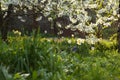 Blooming cherry tree and flowers in an spring evening garden.