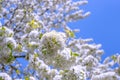 Blooming cherry tree. Inflorescences of white flowers on branches against a blue sky on a spring day Royalty Free Stock Photo