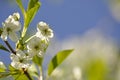 The blooming cherry tree in may Royalty Free Stock Photo